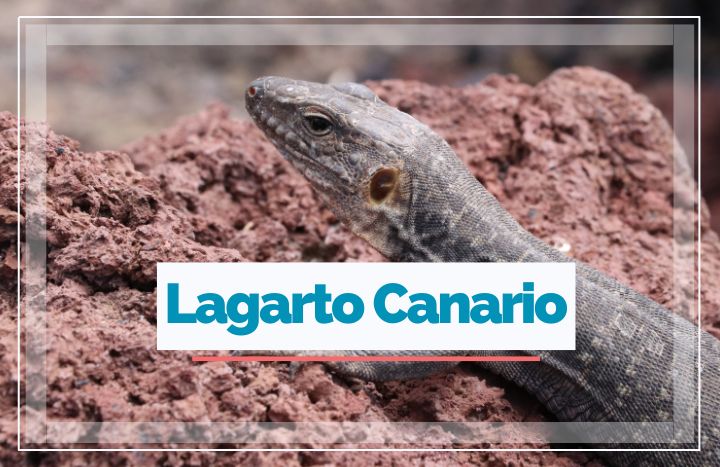 lagarto-canario-01.jpg