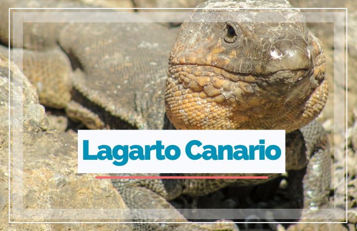 lagarto-canario-03.jpg